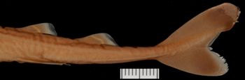 Media type: image;   Ichthyology 58098 Aspect: lateralCaudal